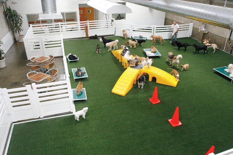 best-age-to-start-doggy-daycare-alfredia-jefferies