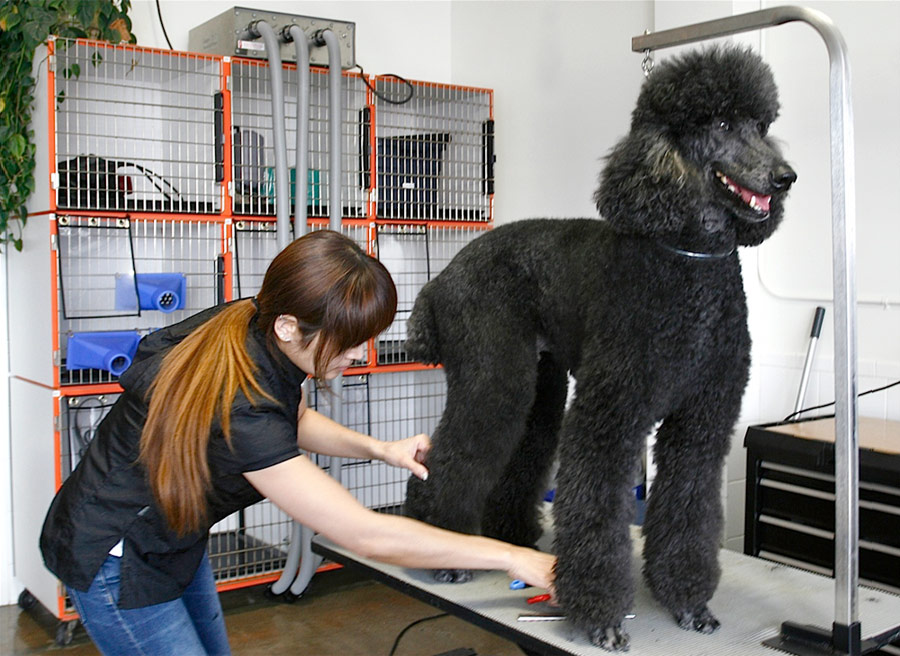 dog grooming LA Dogworks